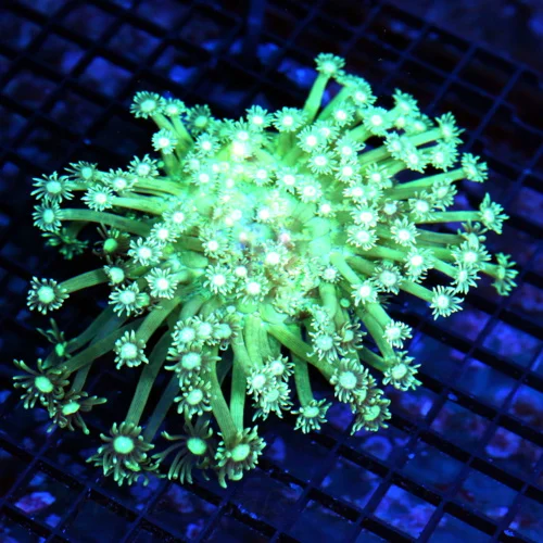 6x5 GONIOPORA CORAL - SCREAMING NEON LEMON LIME YELLOW GREEN GONIOPORA CORAL