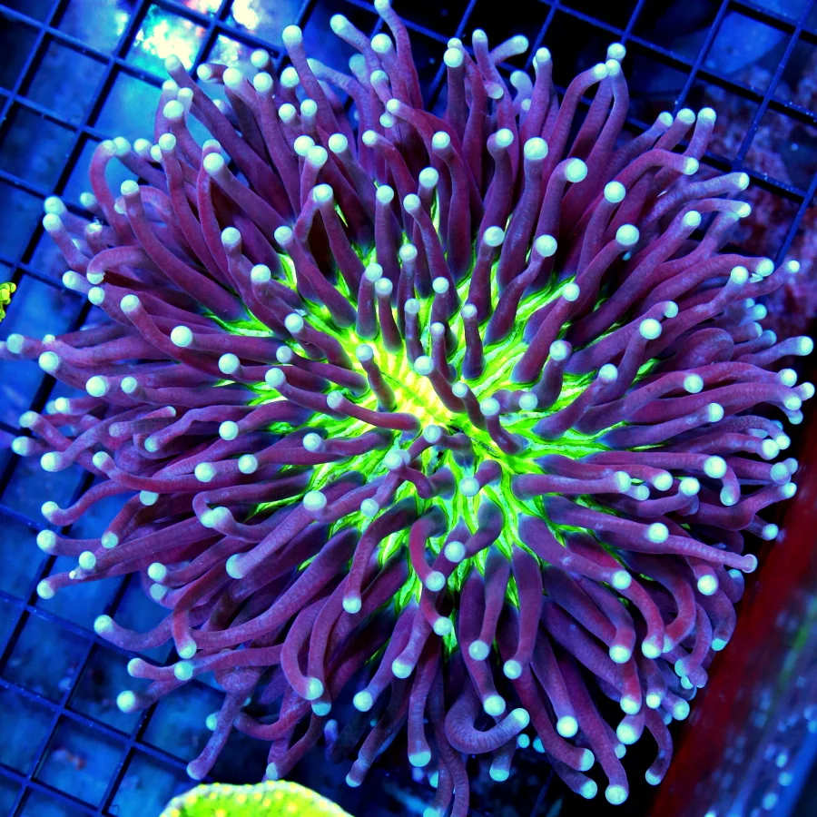 6x6 LONG TENTACLED PLATE CORAL - BRIGHT YELLOW MOUTH BLUE TIPPED LONG TENTACLE PLATE CORAL