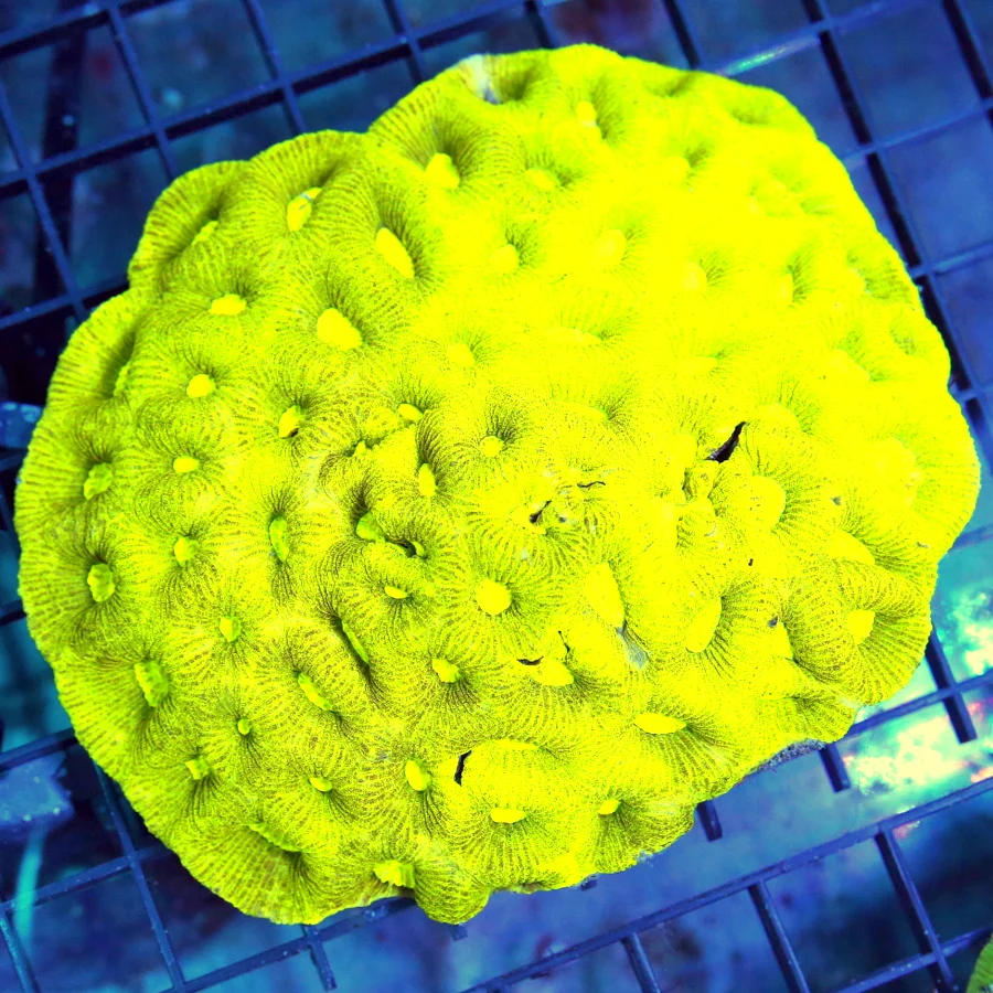 5x4.5 GONIASTREA CORAL - SUPER NEON YELLOW PREDATOR BLOOD GONIASTREA CORAL