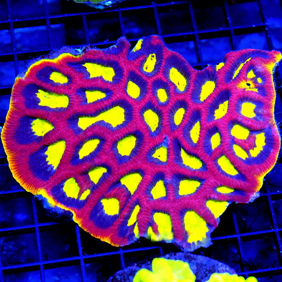 5.5x5 XL FAVIA CORAL - OUT OF THIS WORLD YELLOW RIM DRAGON SOUL FAVIA CORAL