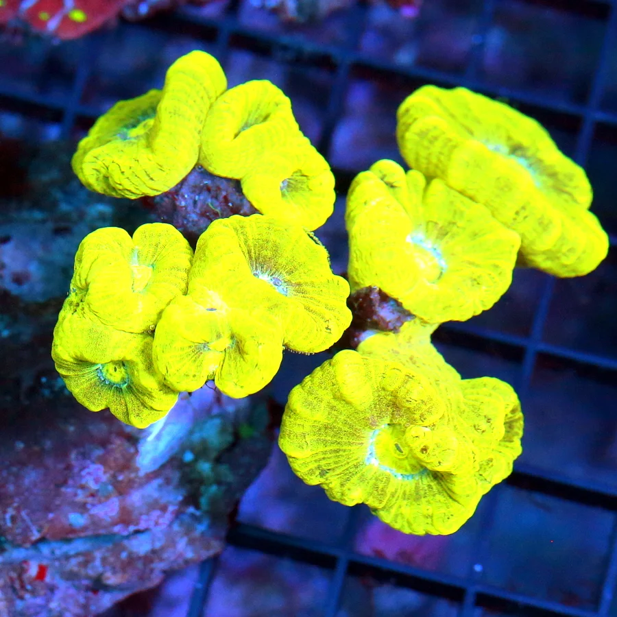 4.5x4.5 CANDY CANE CORAL - ULTRA COLORED "KRYPTONITE" CANDY CANE CORAL