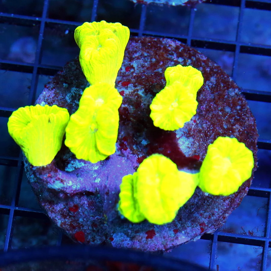 4.5x4.5 CANDY CANE CORAL - ULTRA COLORED "KRYPTONITE" CANDY CANE CORAL