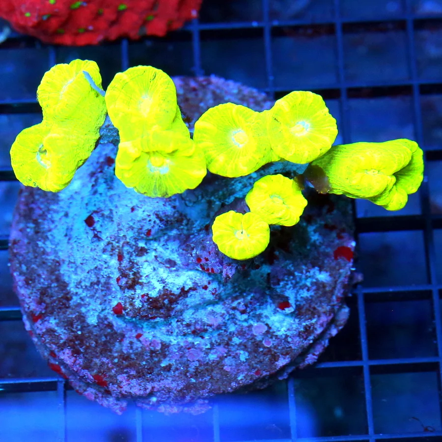 4.5x3 CANDY CANE CORAL - ULTRA COLORED "KRYPTONITE" CANDY CANE CORAL