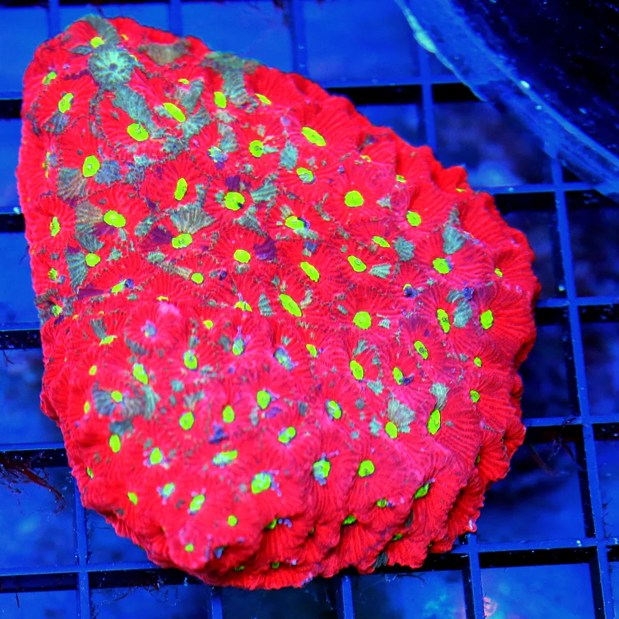 4.5x4 FAVITES CORAL - ULTRA ULTRA COLOR SUPER NEON ORED YELLOW EYED WAR CORAL FAVITES