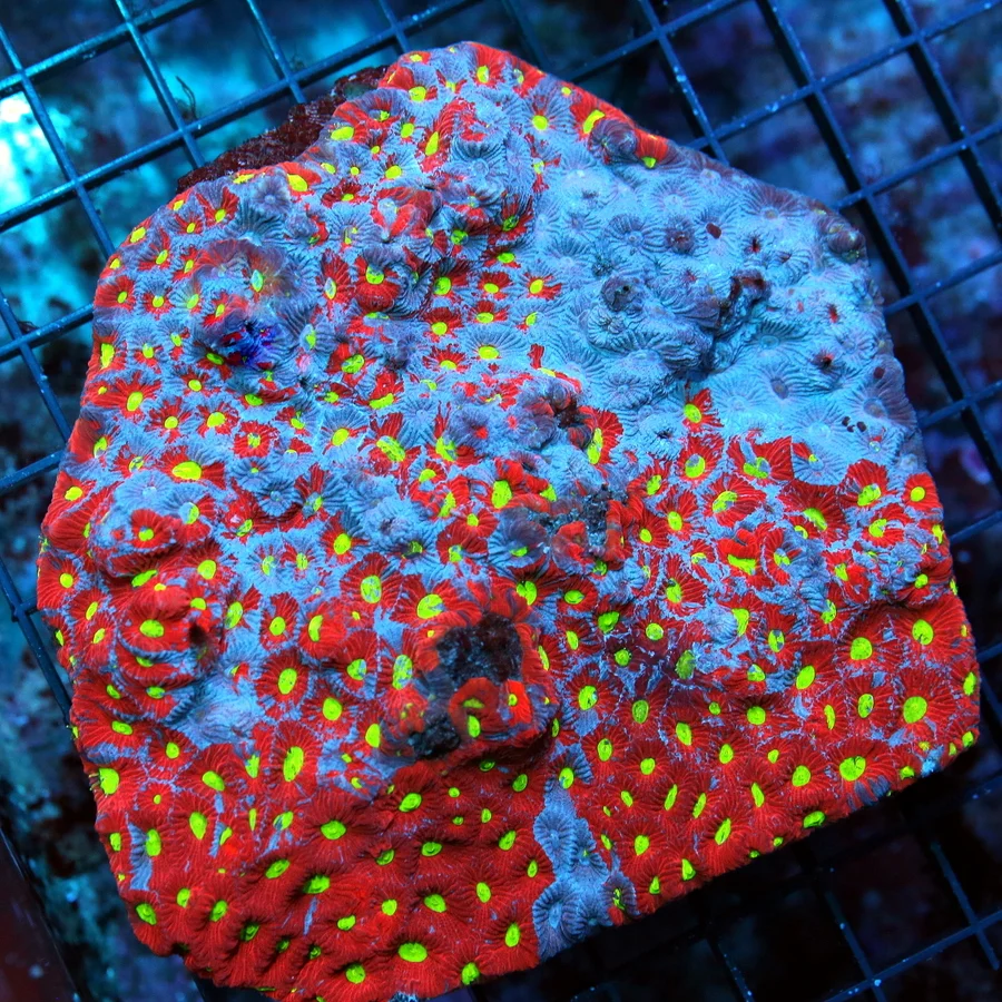 5.5x5.5 GIANT  FAVITES CORAL - HANDPICKED BY SCOTT BLUE PAINTED WAR CORAL FAVITES