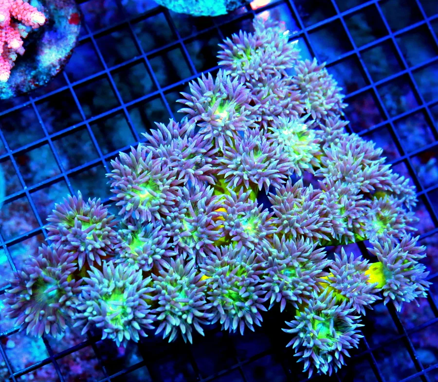 7x6 DUNCAN CORAL - ULTRA COLORED PURPLE BRIGHT GREEN STEMMED DUNCANSAMNIA CORAL