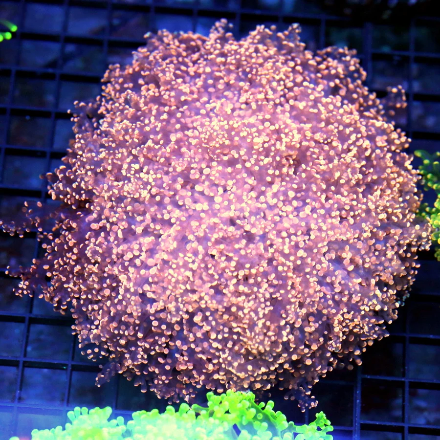 6.5x6.5 XL OCTOSPAWN CORAL - SHOW PIECE PINK AND ORANGE GLOW IN THE DARK OCTOSPAWN