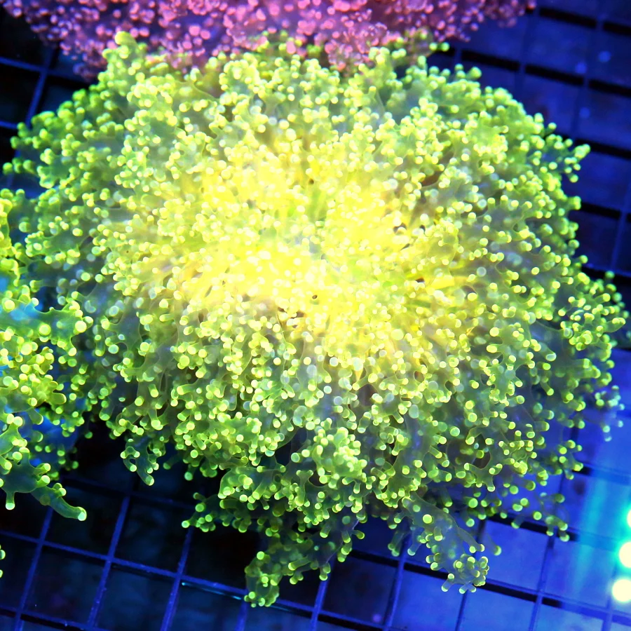 6.5x6.5 XL OCTOSPAWN CORAL - ULTIMATE SHOWPIECE HARD TO GET YELLOW OCTOSPAWN CORAL