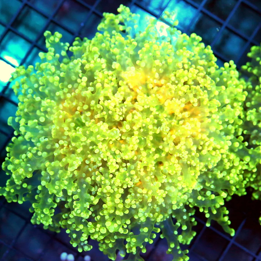 6x6 XL OCTOSPAWN CORAL - HANDPICKED BY SCOTT NEON YELLOW AND ORANGE OCTOSPAWN CORAL