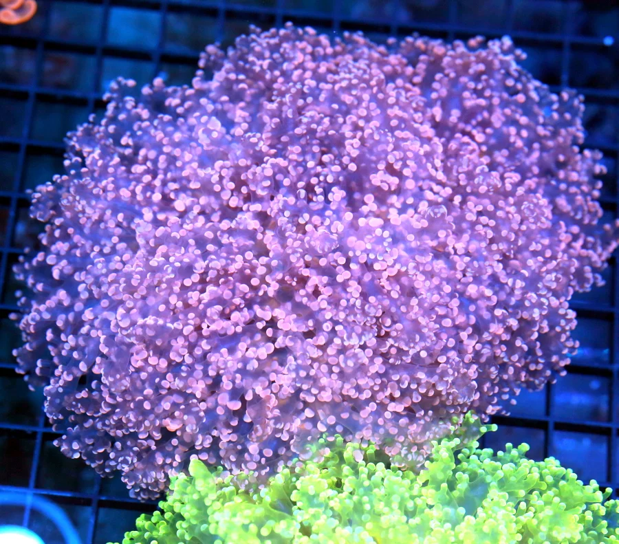 7x6 XL OCTOSPAWN CORAL - ULTRA RARE HARD TO GET PINK OCTOSPAWN CORAL