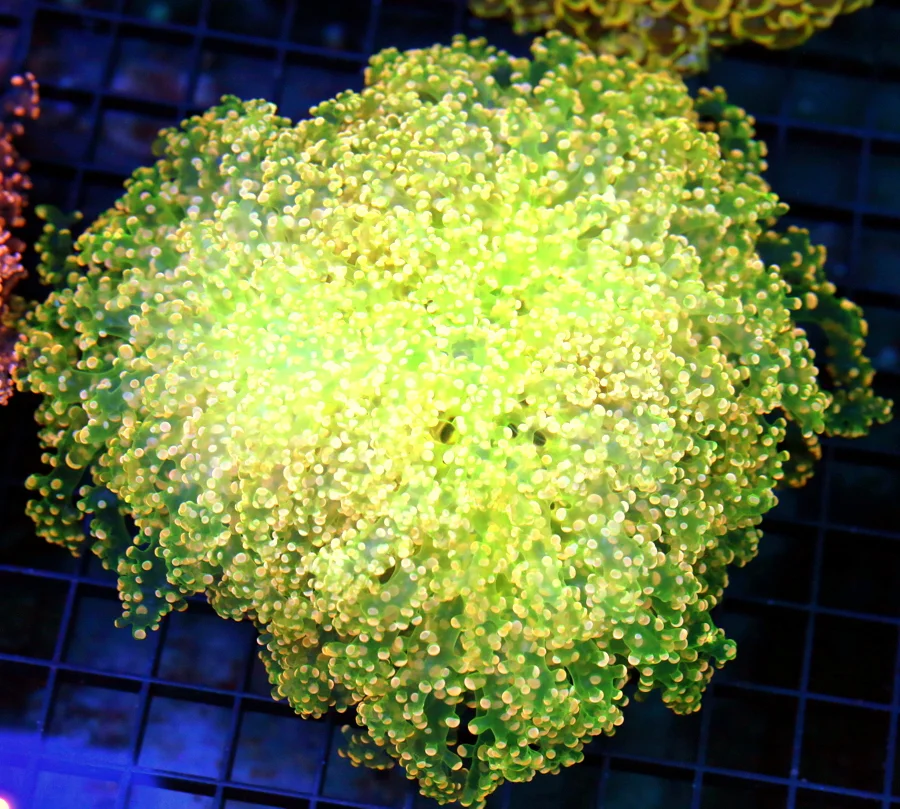 7x7 XL OCTOSPAWN CORAL - HANDPICKED BY SCOTT TRI-COLORED ORANGE GONIOPORA