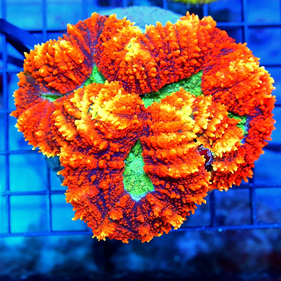 4.5x4.5 LOBOPHYLLIA CORAL - ULTRA ULTRA COLORED PRETTIEST IN YEARS CARPET LOBOPHYLLIA CORAL