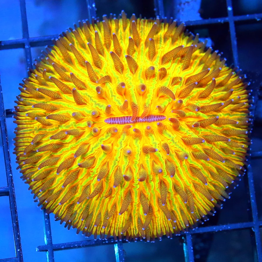 3" HELMET FUNGIA PLATE CORAL - RAINBOW COLLECTOR'S ITEM HANDPICKED HELMET FUNGIA PLATE CORAL
