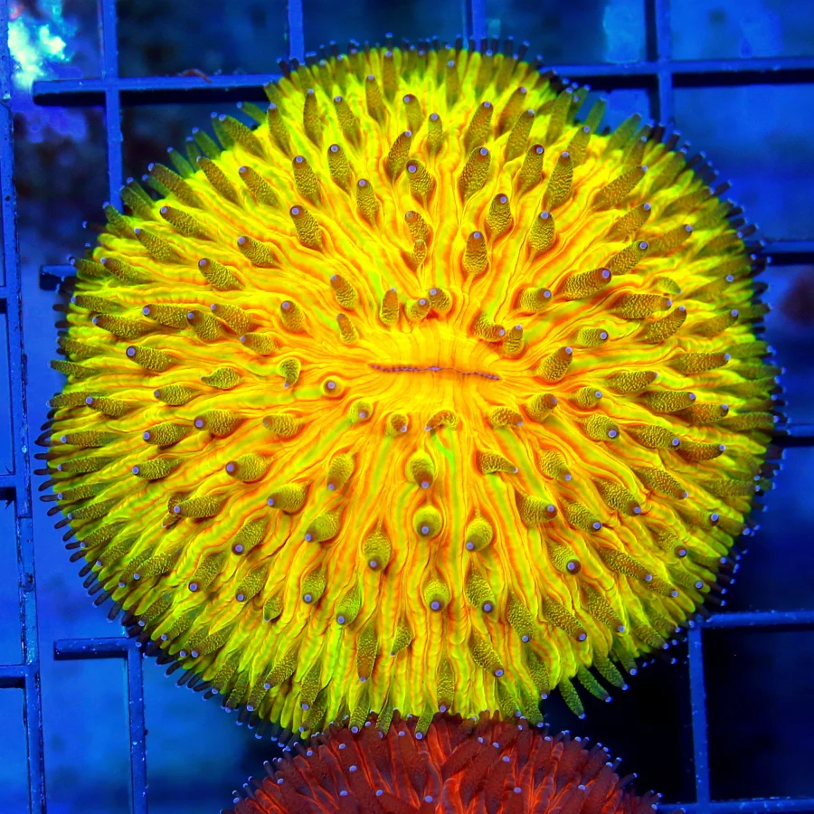 3" HELMET FUNGIA PLATE CORAL - RAINBOW COLLECTOR'S ITEM HANDPICKED HELMET FUNGIA PLATE CORAL