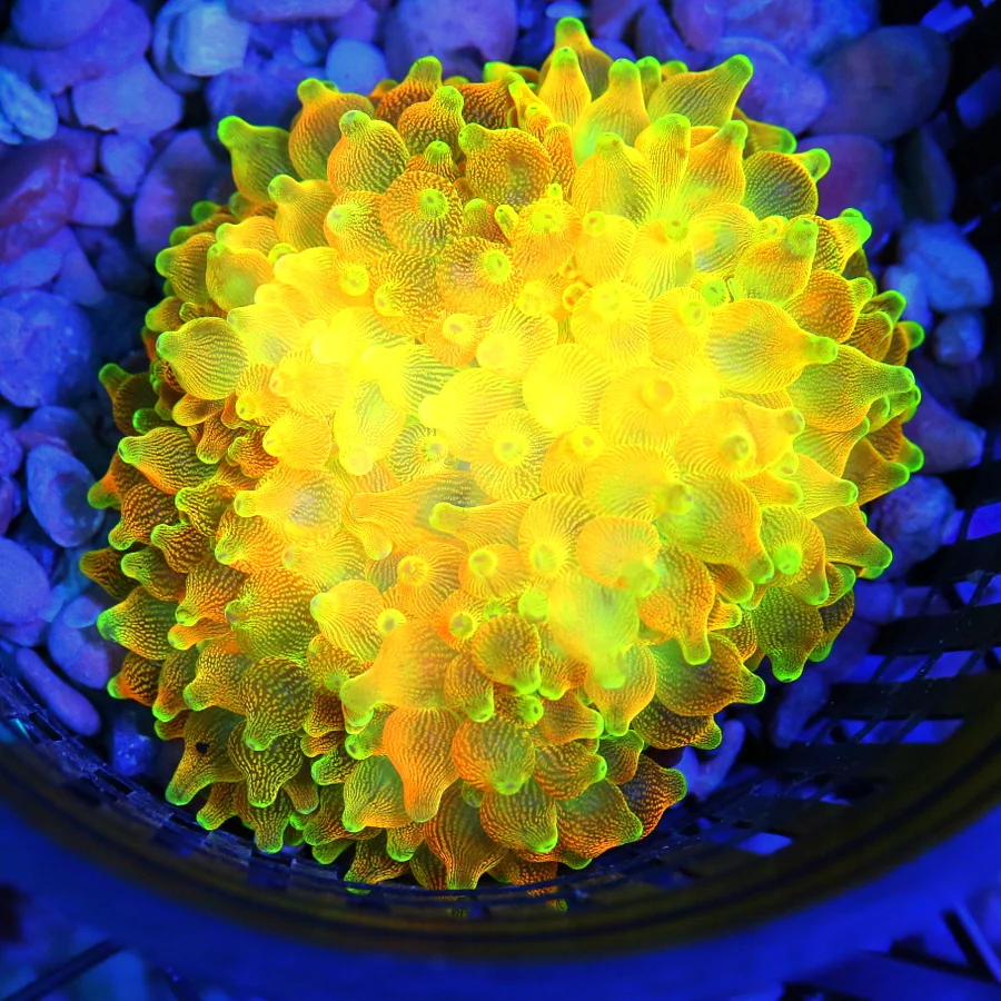 4-5" BUBBLE TIP ANEMONE -ULTRA COLORED "FLAME TIP" COLLECTOR ITEM BUBBLE TIP ANEMONE