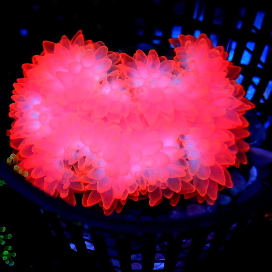 4-5" BUBBLE TIP ANEMONE -ULTRA COLORED "FLAME TIP" COLLECTOR ITEM BUBBLE TIP ANEMONE