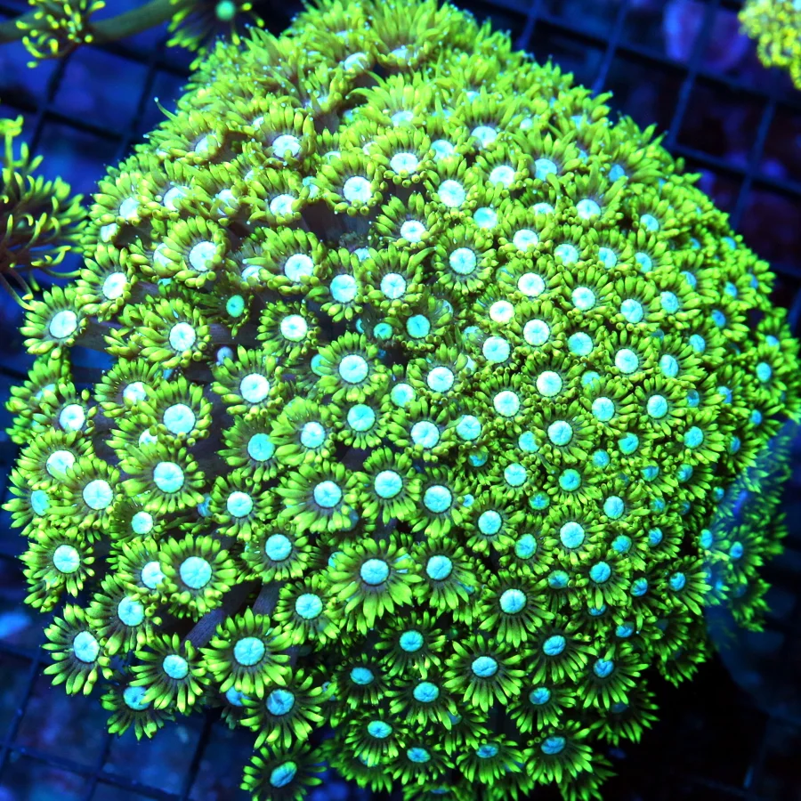 6x6 GONIOPORA CORAL - HANDPICKED BLUE EYED GONIOPORA CORAL