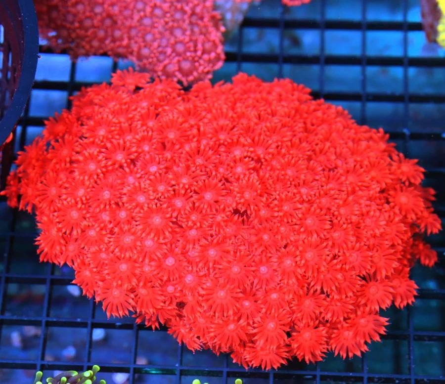 6x5 GIANT AUSSIE GONIOPORA CORAL - SUPER FIRECRACKER RED SHOWPIECE GONIOPORA CORAL