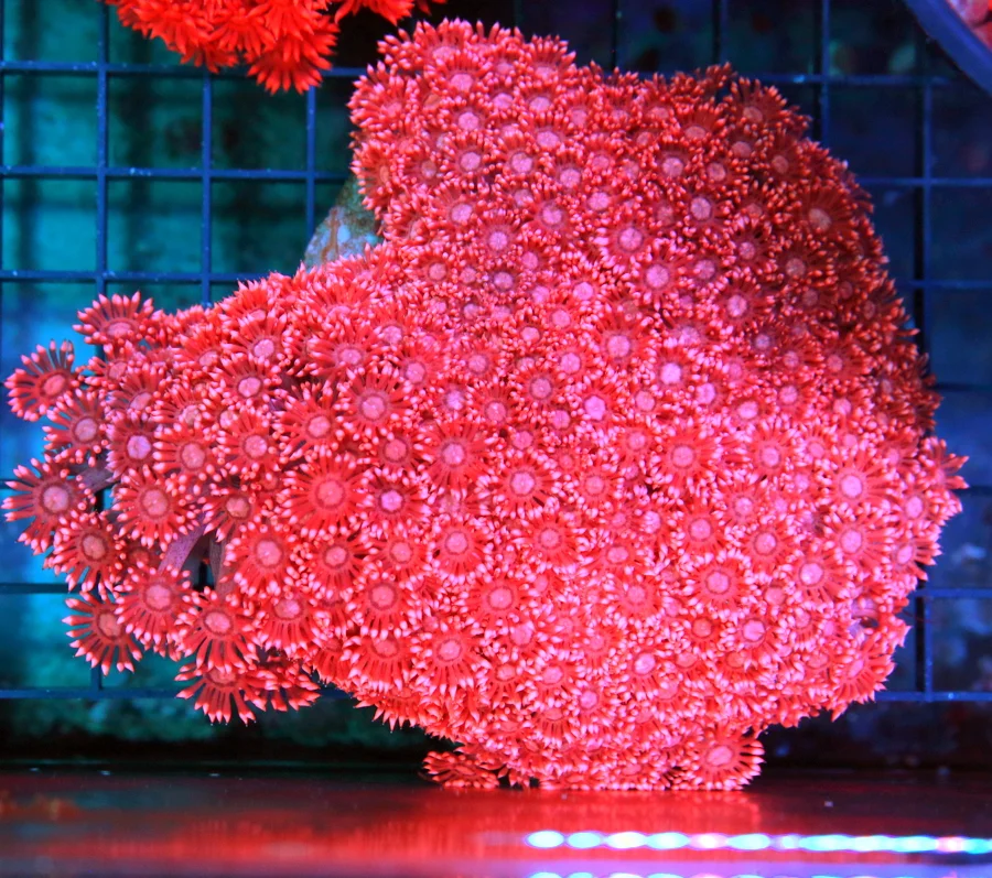 6x5 GIANT AUSSIE GONIOPORA CORAL - SUPER FIRECRACKER RED SHOWPIECE GONIOPORA CORAL