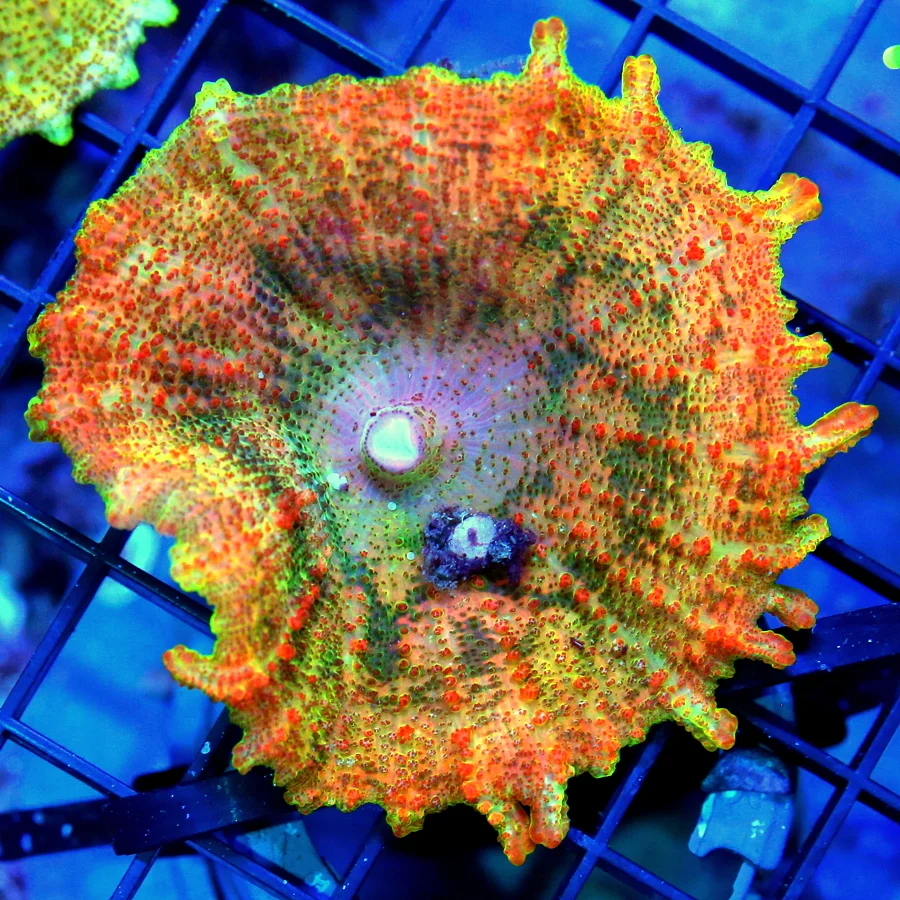 3" NEGLECTUS MUSHROOM -  WE NEVER GET THESE IN STOCK! SUPER RARE NEGLECTUS MUSHROOM CORAL