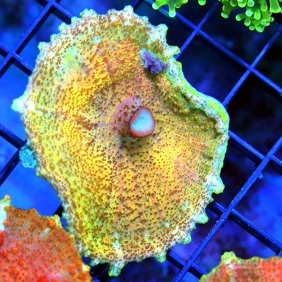 3" NEGLECTUS MUSHROOM -  WE NEVER GET THESE IN STOCK! SUPER RARE NEGLECTUS MUSHROOM CORAL