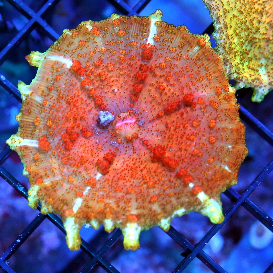 3" NEGLECTUS MUSHROOM -  WE NEVER GET THESE IN STOCK! SUPER RARE NEGLECTUS MUSHROOM CORAL