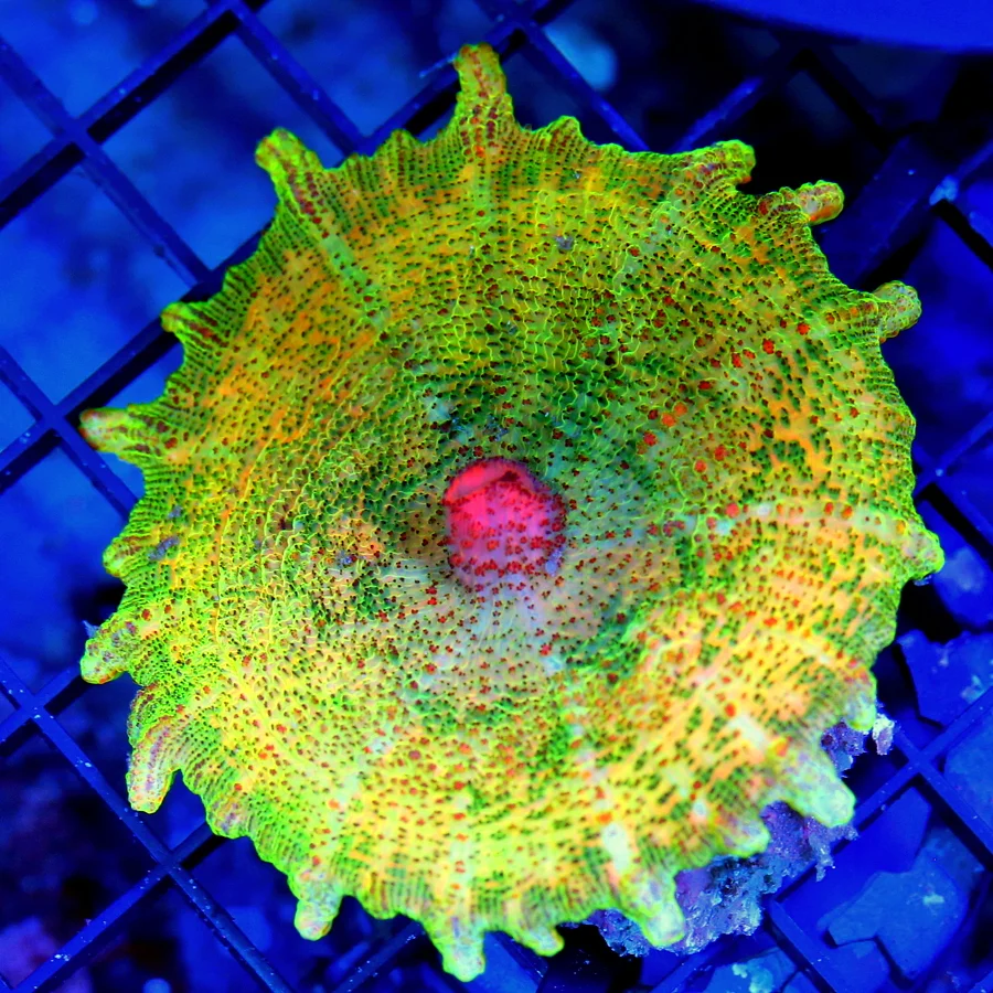 3" NEGLECTUS MUSHROOM -  WE NEVER GET THESE IN STOCK! SUPER RARE NEGLECTUS MUSHROOM CORAL