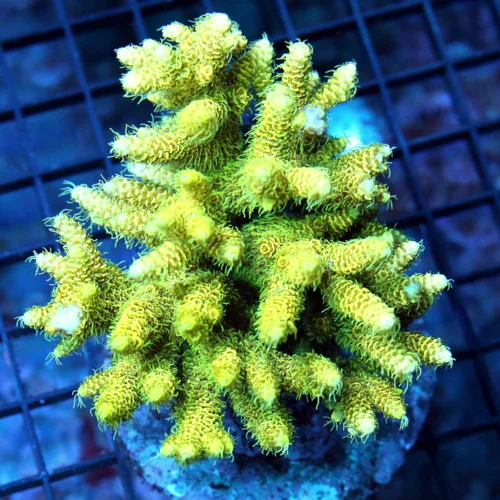 4.5x4.5 ACROPORA MILLEPORA CORAL - ARRIVE ALIVE GUARANTEE - GREEN ACROPORA MILLEPORA CORAL