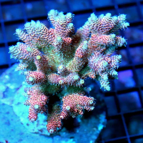 4.5x4ACROPORA MILLEPORA CORAL - ARRIVE ALIVE GUARANTEE -  ACROPORA MILLEPORA CORAL
