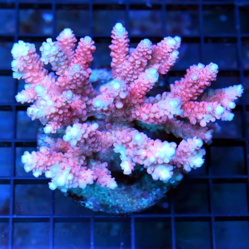 4.5x4.5 ACROPORA CORAL -  ARRIVE ALIVE GUARANTEE -