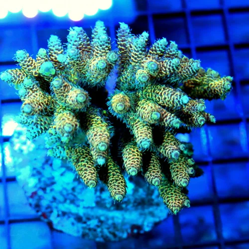 4.5x4 ACROPORA MILLEPORA CORAL - ARRIVE ALIVE GUARANTEE -  ACROPORA MILLEPORA CORAL