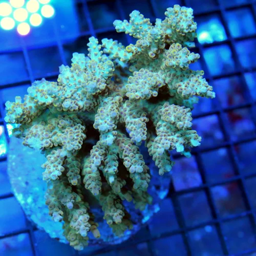 4.5x4.5 ACROPORA CORAL -  ARRIVE ALIVE GUARANTEE -