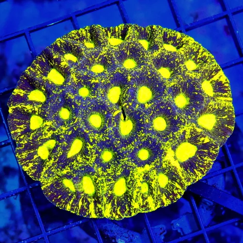 4x3 FAVIA CORAL - PURPLE AND SUPER NEON PREDATORS BLOOD EYED GONIASTREA CORAL