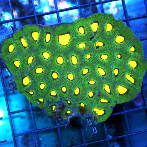 4x4 FAVIA CORAL - GREEN AND GLOW IN THE DARK PREDATOR'S BLOOD GONIASTREA CORAL