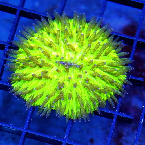 2.5 PLATE CORAL - GREEN HELMET FUNGIA PLATE CORAL