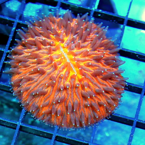 3.5 PLATE CORAL - ORANGE HELMET FUNGIA PLATE CORAL