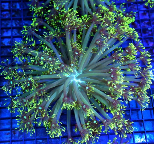 8x8 GONIOPORA CORAL - BLUE JEWELED EYED LEMON LIME GREEN GONIOPORA CORAL