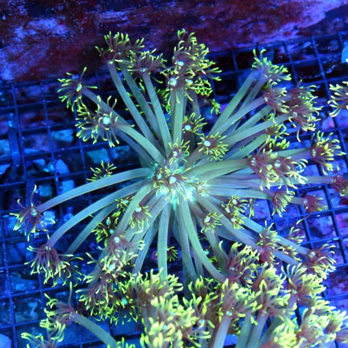 7x7 GONIOPORA CORAL -  BLUE JEWELED EYED LEMON LIME GREEN GONIOPORA CORAL