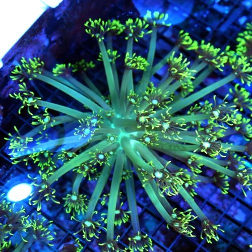 7x7 GONIOPORA CORAL -  BLUE JEWELED EYED LEMON LIME GREEN GONIOPORA CORAL