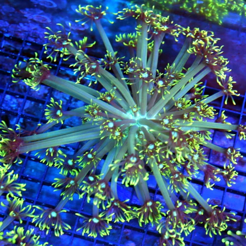 7x7 GONIOPORA CORAL -  BLUE JEWELED EYED LEMON LIME GREEN GONIOPORA CORAL