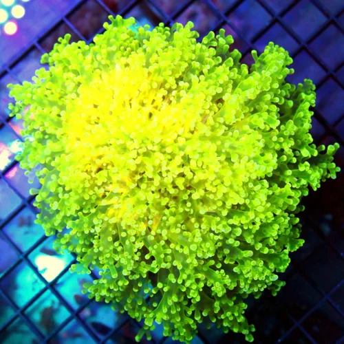 6x6 OCTOSPAWN CORAL - LEMON LIME YELLOW ULTRA COLORED OCTOSPAWN CORAL