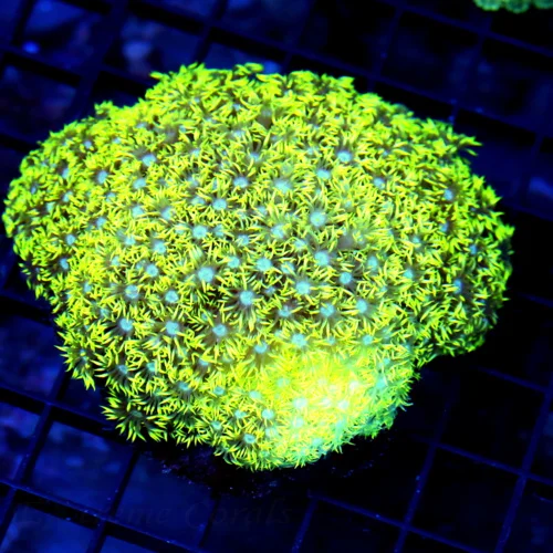 5.5x5 GONIOPORA CORAL - BLUE JEWELED EYED SUPER NEON YELLOW GONIOPORA CORAL