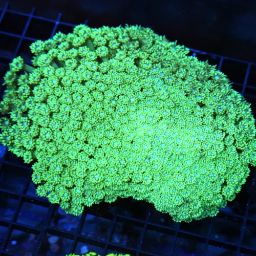 6.5x6 GONIOPORA CORAL - BLUE JEWELED EYED SEAFOAM GREEN GONIOPORA CORAL