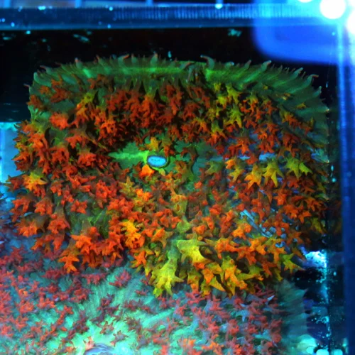 3-4 SAINT THOMAS RHODACTIS MUSHROOM CORAL - ONLY GET A FEW OF THESE A YEAR!
