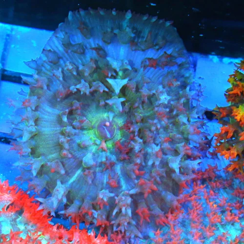 3-4 SAINT THOMAS RHODACTIS MUSHROOM CORAL - ONLY GET A FEW OF THESE A YEAR!