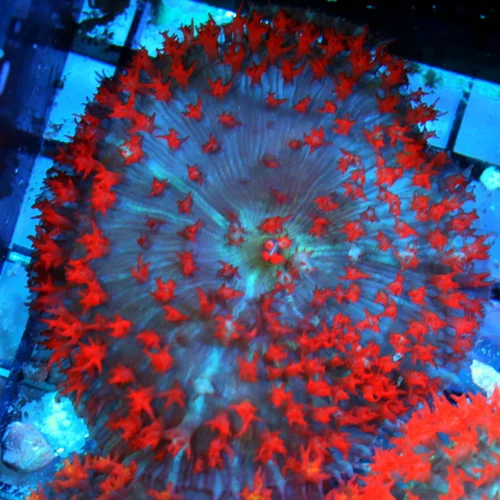 3-4 SAINT THOMAS RHODACTIS MUSHROOM CORAL - ONLY GET A FEW OF THESE A YEAR!