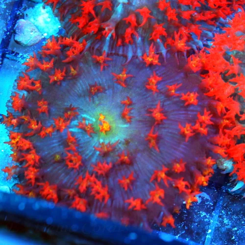 3-4 SAINT THOMAS RHODACTIS MUSHROOM CORAL - ONLY GET A FEW OF THESE A YEAR!