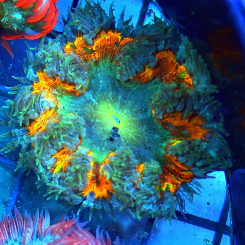 FLOWER ANEMONE - EXTREME CORALS ULTRA FLOWER ANEMONE