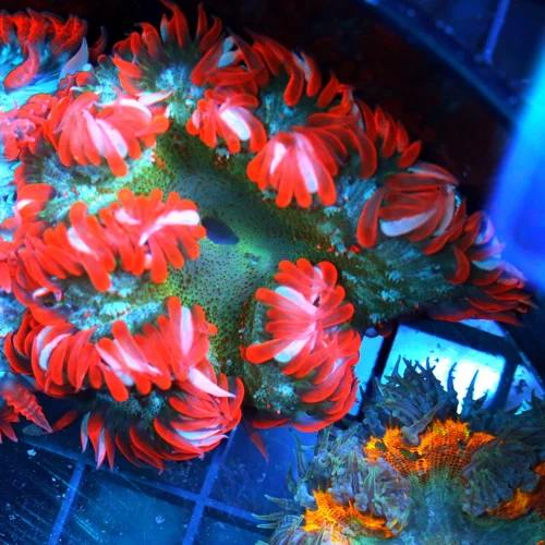 FLOWER ANEMONE - EXTREME CORALS ULTRA FLOWER ANEMONE
