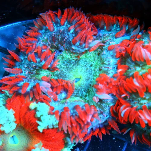 FLOWER ANEMONE - EXTREME CORALS ULTRA FLOWER ANEMONE